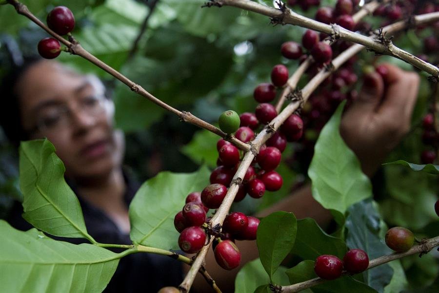 Honduras registra una baja del 11.4% por ingresos por la exportación de café en la cosecha 2023-2024